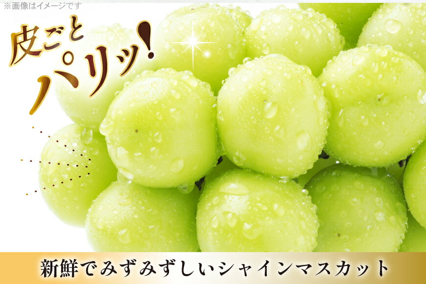 【ふるさと納税】 【期間限定発送】 シャインマスカット 約600g 2パック 約1.2kg [本田農園 山形県 高畠町 tk06ays820001] ぶどう ブドウ 葡萄 マスカット 大粒 粒 つぶ ツブ 種なし 果物 くだもの フルーツ サムネイル2