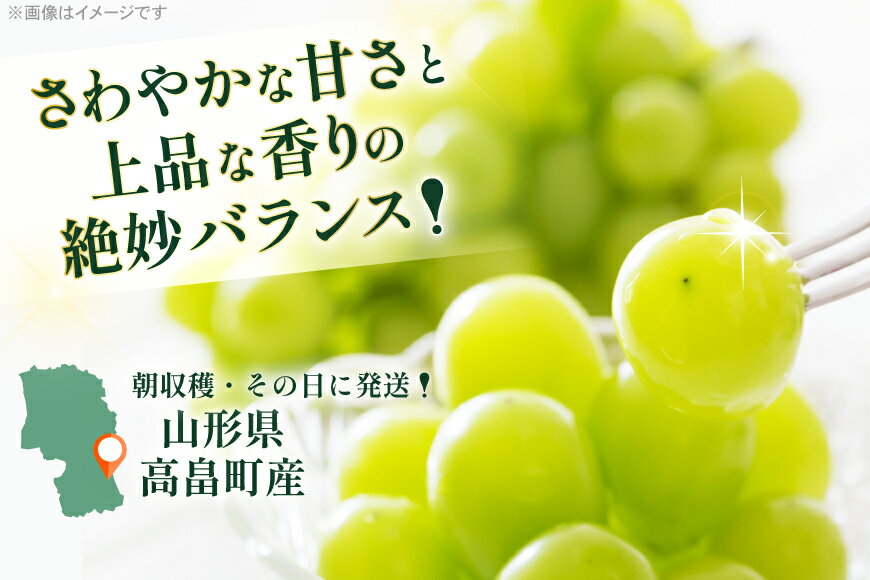 【ふるさと納税】 【期間限定発送】 シャインマスカット 約600g 2パック 約1.2kg [本田農園 山形県 高畠町 tk06ays820001] ぶどう ブドウ 葡萄 マスカット 大粒 粒 つぶ ツブ 種なし 果物 くだもの フルーツ サムネイル3