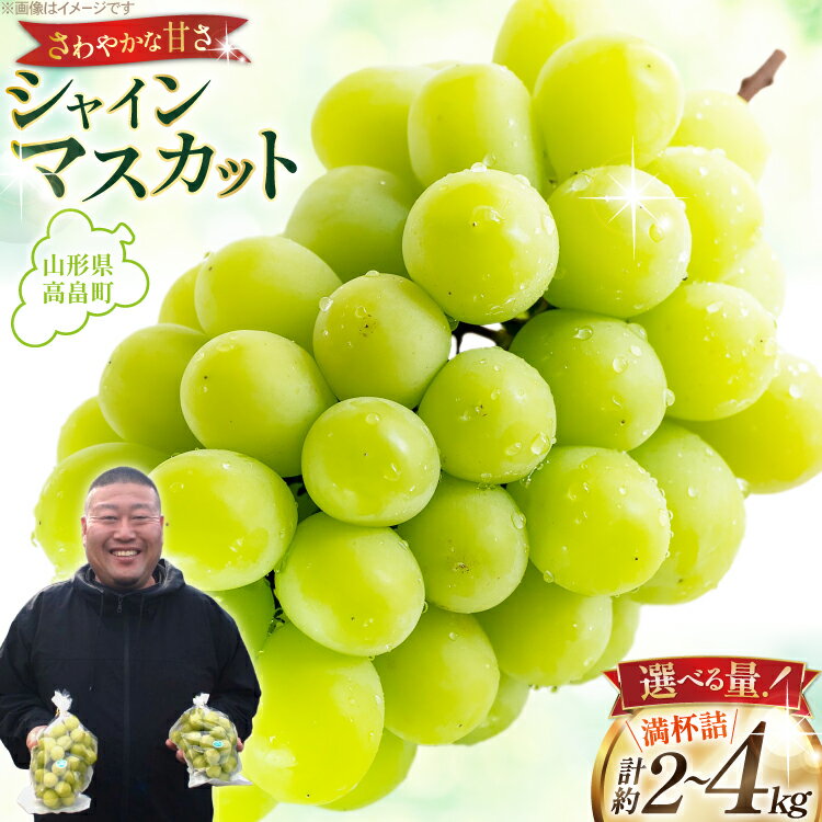 【期間限定発送】 シャインマスカット 【選べる内容量】 3〜4房 満杯詰め 約 2kg / 6〜8房 満杯詰め 約 4kg [本田農園 山形県 高畠町 tk06ays820006] ぶどう ブドウ 葡萄 マスカット 大粒 粒 つぶ ツブ 種なし 果物 くだもの フルーツ 2キロ 4キロ 箱入り