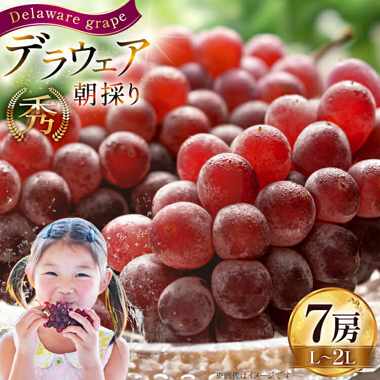 【期間限定発送】 ぶどう 朝採り デラウェア 秀 L〜2L 7房 約 1kg [Hinataぶどう園 山形県 高畠町 tk06ayt190008] 種なし ブドウ 葡萄 くだもの 果物 フルーツ 産地直送 農家直送 果実 デザート 甘い 期間限定 数量限定 小粒 冷蔵