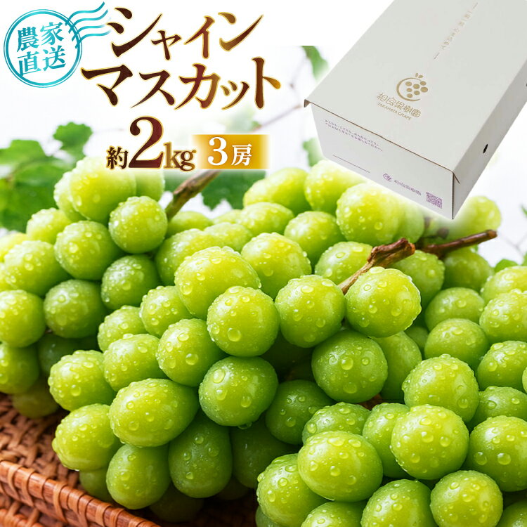 【期間限定発送】 シャインマスカット 3房 約2kg [相良果樹園 山形県 高畠町 tk06ayt350004] ぶどう ブドウ 葡萄 マスカット 大粒 種なし 高級 くだもの 果物 フルーツ 秋果実 産地直送 農家直送 数量限定 果物 フルーツ くだもの