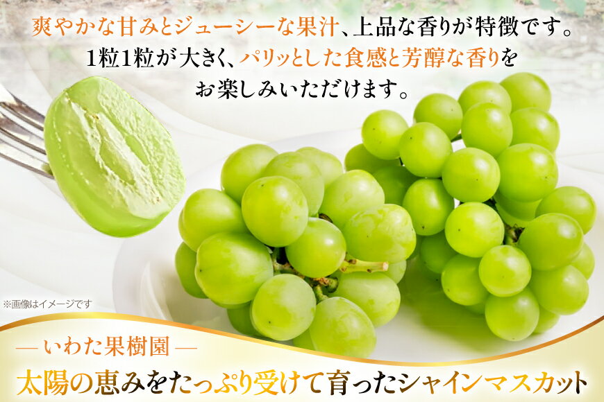 【ふるさと納税】 【期間限定発送】 シャインマスカット 選べる内容量 約650g〜約3kg [山形県 高畠町 いわた果樹園] ぶどう ブドウ 葡萄 フルーツ 果物 くだもの 甘い サムネイル3