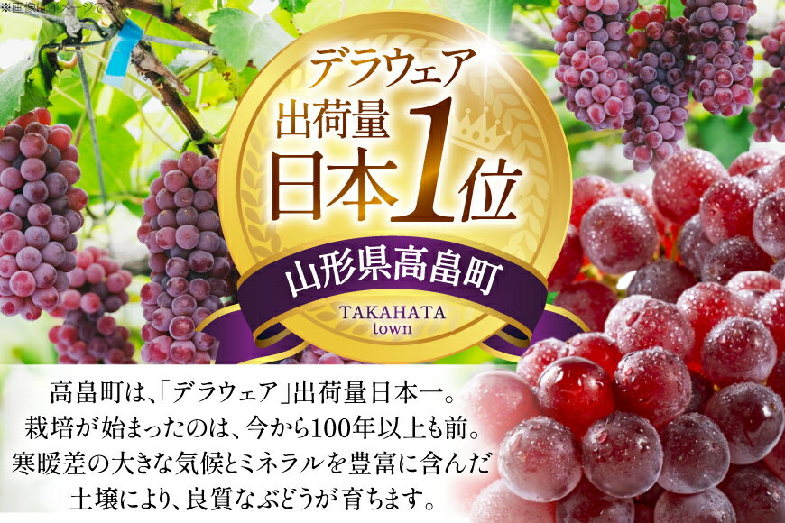 【ふるさと納税】 【期間限定発送】 ぶどう デラウェア 5〜8房 約 1kg [いわた果樹園 山形県 高畠町 tk06ayt400003] 種無し ブドウ 葡萄 くだもの 果物 フルーツ 産地直送 農家直送 サムネイル2
