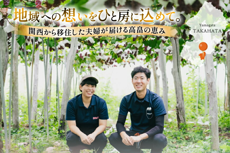 【ふるさと納税】 【期間限定発送】 ぶどう デラウェア 5〜8房 約 1kg [いわた果樹園 山形県 高畠町 tk06ayt400003] 種無し ブドウ 葡萄 くだもの 果物 フルーツ 産地直送 農家直送 サムネイル3