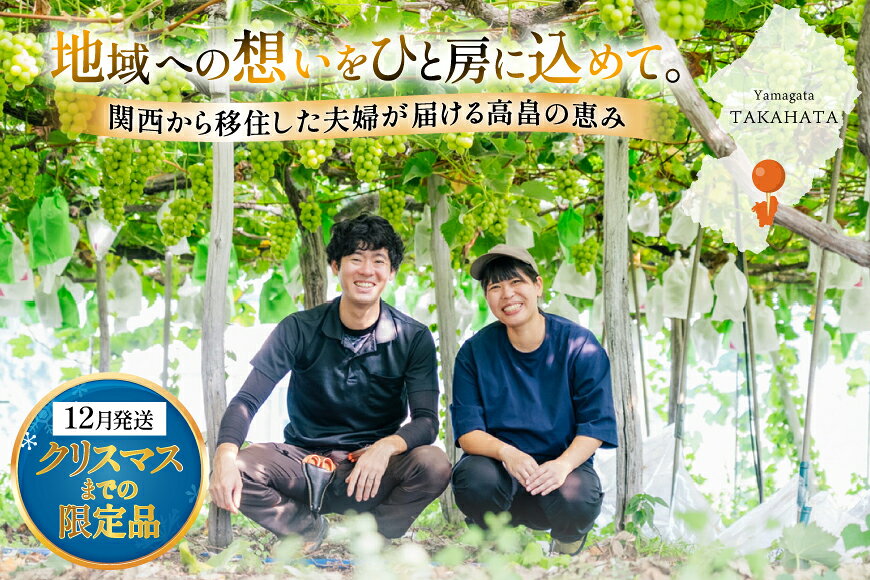 【ふるさと納税】 【期間限定発送】 2026年 冬出し 訳あり 家庭用 シャインマスカット 1.2kg (2〜4房) [いわた果樹園 山形県 高畠町 tk06ayt400005] ぶどう ブドウ 葡萄 マスカット フルーツ 果物 くだもの 産地直送 農家直送 果実 デザート シャイン サムネイル2