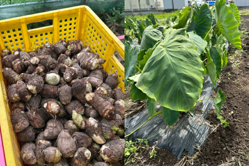 【ふるさと納税】 【期間限定発送】 里芋 約 2kg (15〜20個) 土付き [農家の店しゃんくすろーど 山形県 高畠町 tk06bcz250001] さといも 里いも 芋 野菜 やさい 芋煮 煮物 おかず 惣菜 - 画像2