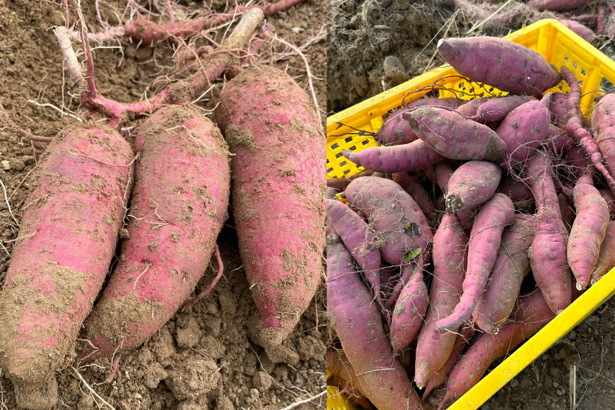 【ふるさと納税】 【期間限定発送】 さつまいも 2種 紅はるか シルクスイート 詰め合わせ 約1kg (4〜6本) [農家の店しゃんくすろーど 山形県 高畠町 tk06bcz250002] 芋 サツマイモ いも 野菜 やさい セット - 画像2