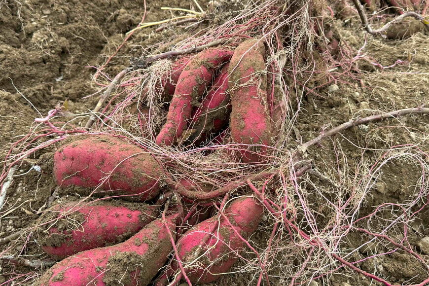 【ふるさと納税】 【期間限定発送】 さつまいも 2種 紅はるか シルクスイート 詰め合わせ 約1kg (4〜6本) [農家の店しゃんくすろーど 山形県 高畠町 tk06bcz250002] 芋 サツマイモ いも 野菜 やさい セット - 画像3