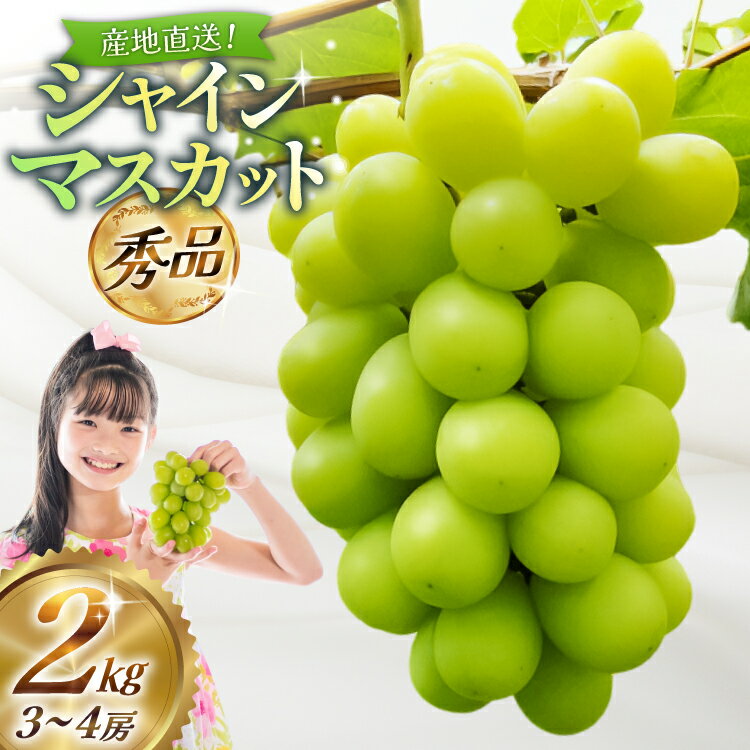 【期間限定発送】【2026年発送】 シャインマスカット 秀品 2kg (約3〜4房) [齋藤農園 山形県 高畠町 tk06bgt070000] ぶどう ブドウ 葡萄 マスカット フルーツ 果物 くだもの 産地直送 農家直送 冷蔵 果実
