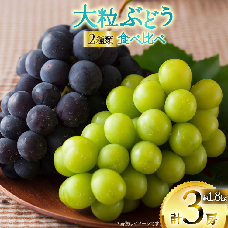 【期間限定発送】 ピオーネ シャインマスカット 2種 食べ比べ セット 約1.8kg [四釜昌和 山形県 高畠町 tk06ayt020006] ぶどう ブドウ 葡萄 マスカット 大粒 種なし 果物 フルーツ くだもの