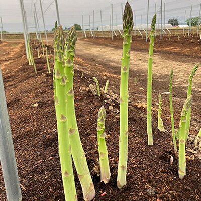 【ふるさと納税】【令和8年産】先行予約!春芽アスパラガス約1kg(L～2Lサイズ 25～45本前後)【配送不可地域：離島・北海道・沖縄県・信越、北陸・東海・近畿・中国・四国・九州】【1470202】 - 画像3