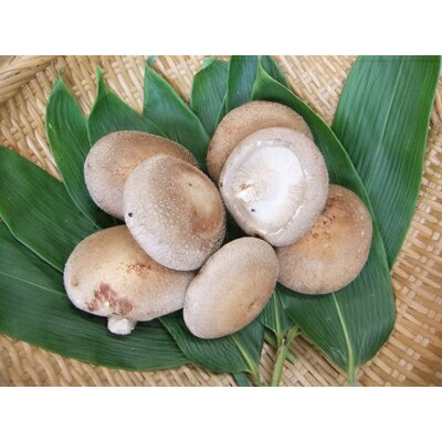 【ふるさと納税】【山形県小国町】白い森のきのこハウス(菌床1個+生きのこ2袋)【配送不可地域：離島】【1135051】 - 画像2