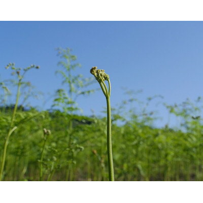 【ふるさと納税】【先行予約・数量限定】採れたて山菜　生わらび　1kg×1束【配送不可地域：離島】【1700415】 - 画像2
