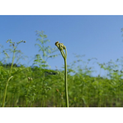 【ふるさと納税】【先行予約・数量限定】採れたて山菜　あく抜きわらび　200g×4束【配送不可地域：離島】【1700436】 - 画像2