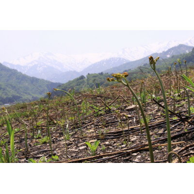 【ふるさと納税】【先行予約・数量限定】採れたて山菜　あく抜きわらび　200g×4束【配送不可地域：離島】【1700436】 - 画像3