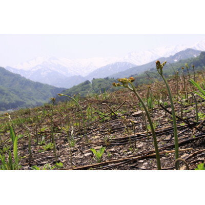 【ふるさと納税】【先行予約・数量限定】採れたて山菜セット　生わらび(1kg×1束)+季節の山菜2～3品【配送不可地域：離島】【1700453】 - 画像3