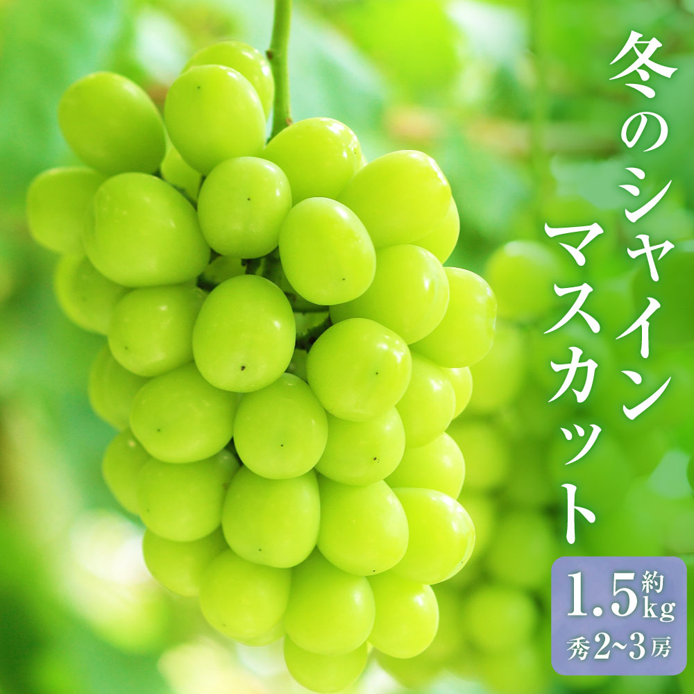 山形おきたま産冬のシャインマスカット 秀 2～3房 （約1.5kg）【2025年12月下旬発送予定】シャインマスカット マスカット 葡萄 ぶどう ブドウ フルーツ スイーツ 果物 くだもの 果実 山形県 白鷹町 白鷹 冷蔵 送料無料