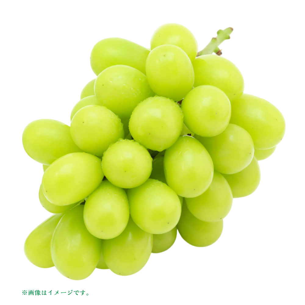 【ふるさと納税】山形おきたま産冬のシャインマスカット 秀 2～3房 （約1.5kg）【2025年12月下旬発送予定】シャインマスカット マスカット 葡萄 ぶどう ブドウ フルーツ スイーツ 果物 くだもの 果実 山形県 白鷹町 白鷹 冷蔵 送料無料 サムネイル3