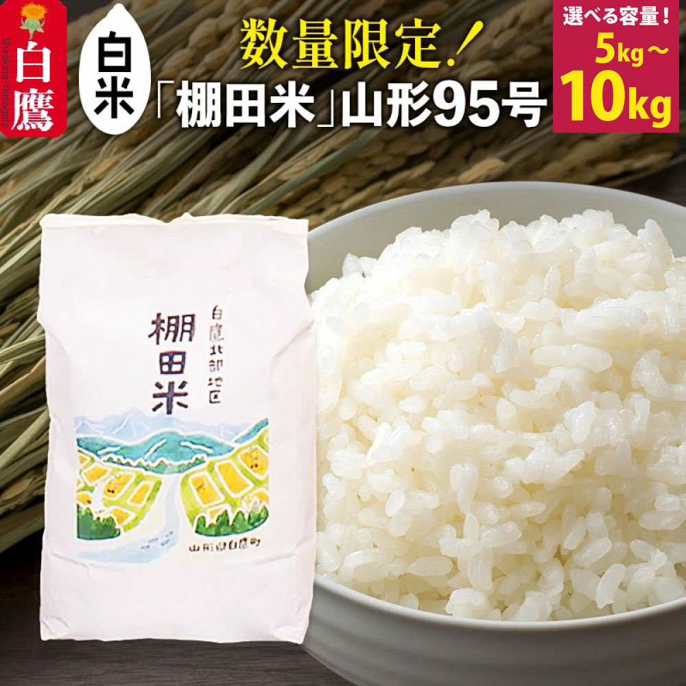 【白米】山形県産 棚田米 白鷹ほまれ ＜選べる容量＞ 【5kg／10kg】 山形95号 令和7年産 米 お米 精米 コメ おこめ ごはん ご飯 白米 5キロ
