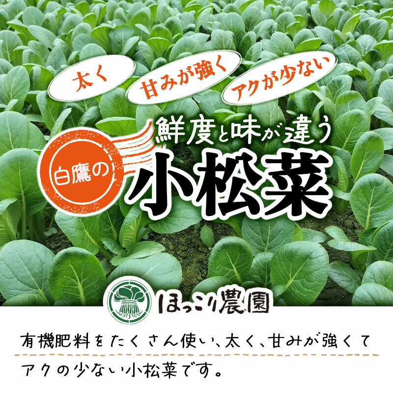 【ふるさと納税】 山形県白鷹町産 とれたて小松菜（5kg）個数限定 国産 旬 野菜 やさい こまつな - 画像2