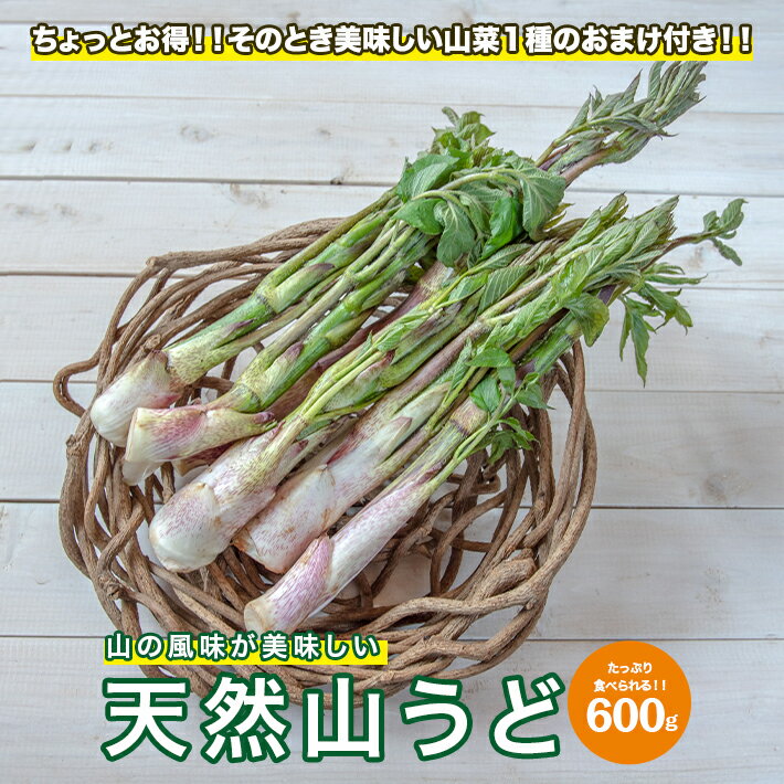 天然山うど 約600g おまけの山菜1種付き 4月中旬～4月下旬頃お届け 冷蔵便 ※着日指定・離島発送不可 山ウド うど ウド 東北 山形県 遊佐町 庄内 野菜 自然 採れたて 春 旬 山菜