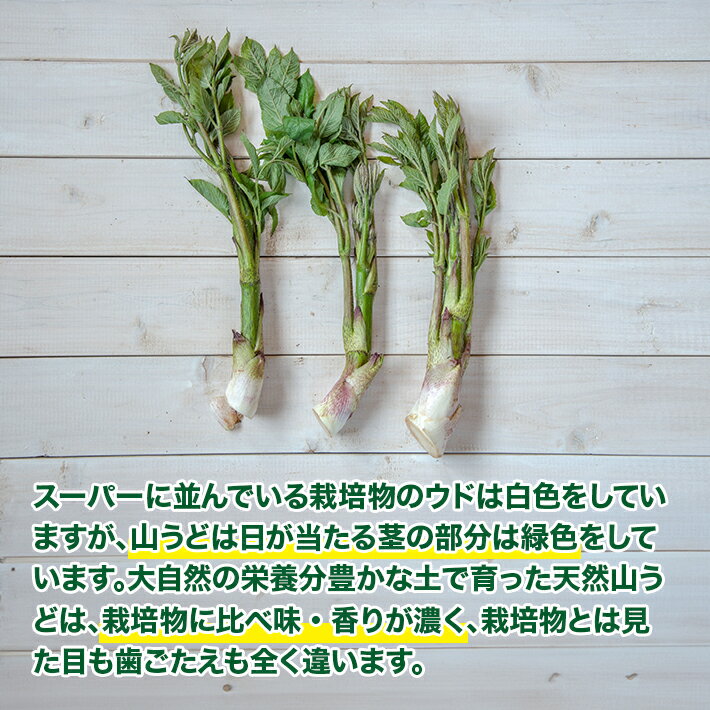 【ふるさと納税】天然山うど 約600g おまけの山菜1種付き 4月中旬～4月下旬頃お届け 冷蔵便 ※着日指定・離島発送不可 山ウド うど ウド 東北 山形県 遊佐町 庄内 野菜 自然 採れたて 春 旬 山菜 - 画像2