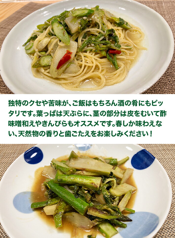 【ふるさと納税】天然山うど 約600g おまけの山菜1種付き 4月中旬～4月下旬頃お届け 冷蔵便 ※着日指定・離島発送不可 山ウド うど ウド 東北 山形県 遊佐町 庄内 野菜 自然 採れたて 春 旬 山菜 - 画像3