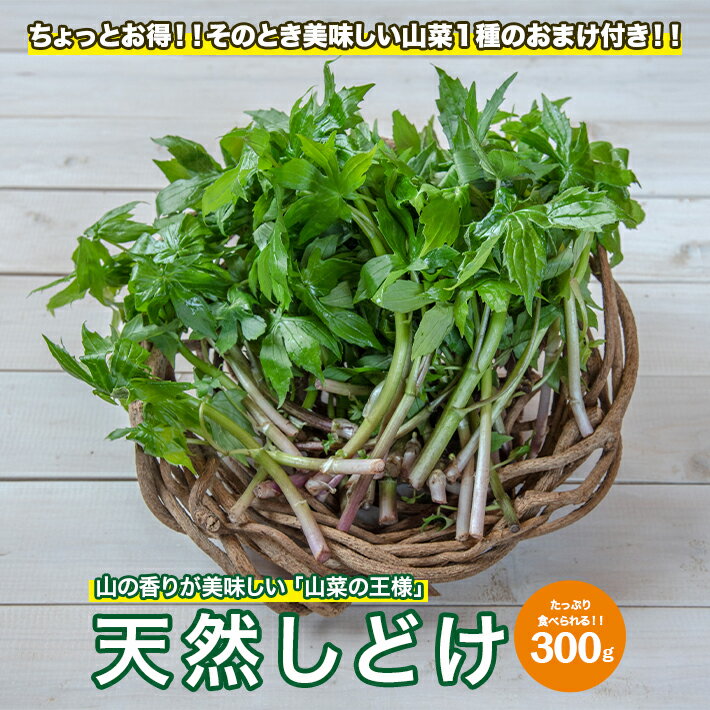 天然しどけ 約300g おまけの山菜1種付き 4月上旬～4月下旬頃お届け 冷蔵便 ※着日指定・離島発送不可 しどけ モミジガザ キノシタ 東北 山形県 遊佐町 庄内 野菜 自然 採れたて 春 旬 山菜