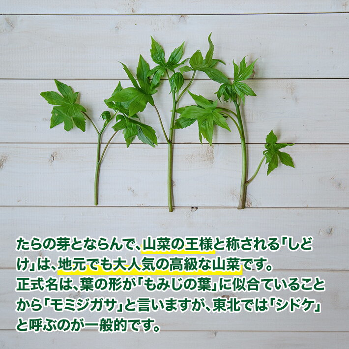 【ふるさと納税】天然しどけ 約300g おまけの山菜1種付き 4月上旬～4月下旬頃お届け 冷蔵便 ※着日指定・離島発送不可 しどけ モミジガザ キノシタ 東北 山形県 遊佐町 庄内 野菜 自然 採れたて 春 旬 山菜 - 画像2