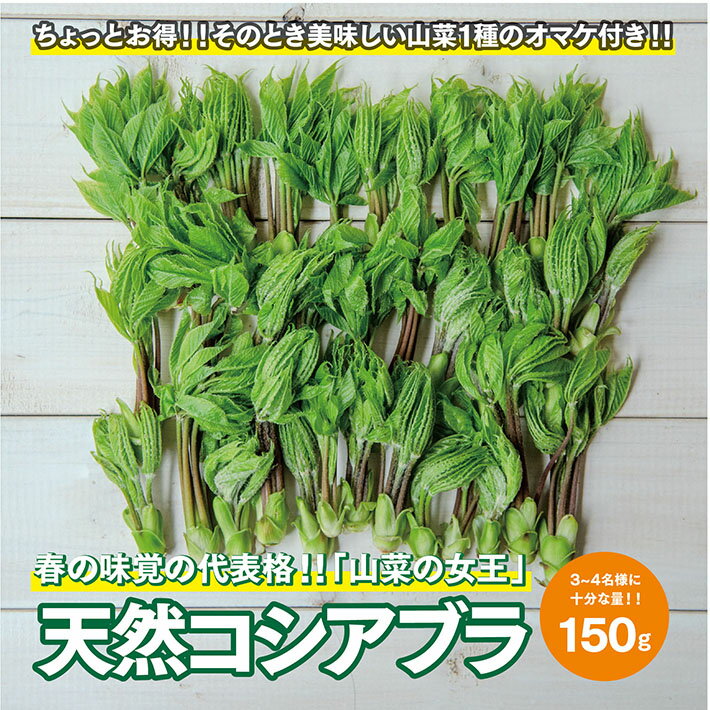 天然コシアブラ 約150g おまけの山菜1種付き 4月中旬～4月下旬頃お届け 冷蔵便 ※着日指定・離島発送不可 こしあぶら 東北 山形県 遊佐町 庄内 野菜 天ぷら 自然 採れたて 春 旬 山菜
