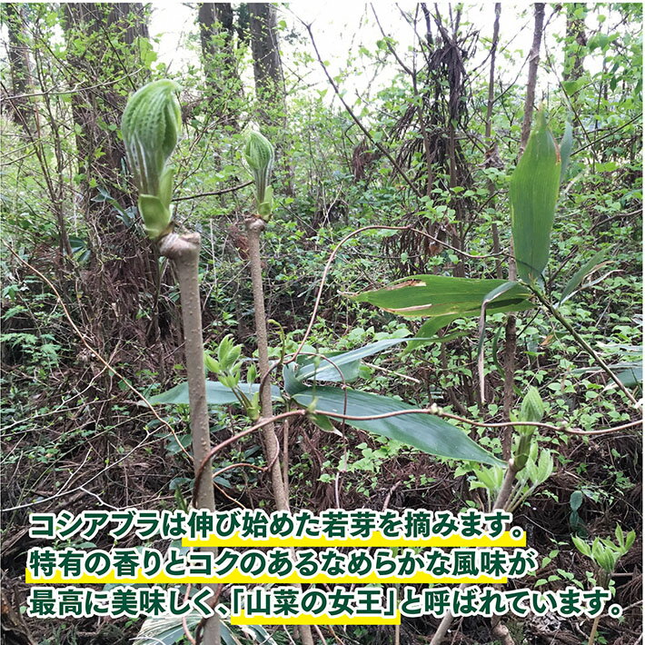 【ふるさと納税】天然コシアブラ 約150g おまけの山菜1種付き 4月中旬～4月下旬頃お届け 冷蔵便 ※着日指定・離島発送不可 こしあぶら 東北 山形県 遊佐町 庄内 野菜 天ぷら 自然 採れたて 春 旬 山菜 - 画像2