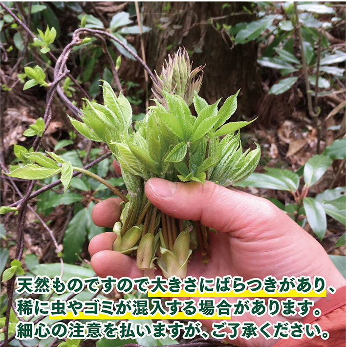 【ふるさと納税】天然コシアブラ 約150g おまけの山菜1種付き 4月中旬～4月下旬頃お届け 冷蔵便 ※着日指定・離島発送不可 こしあぶら 東北 山形県 遊佐町 庄内 野菜 天ぷら 自然 採れたて 春 旬 山菜 - 画像3