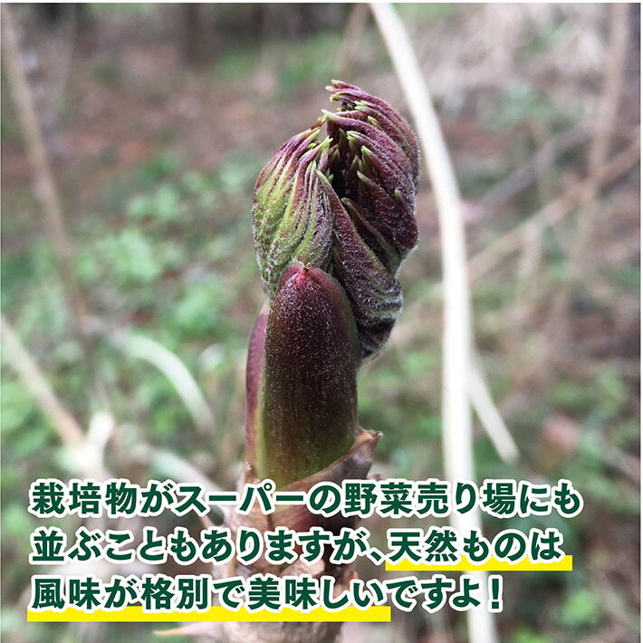 【ふるさと納税】天然たらの芽 約300g おまけの山菜1種付き 4月上旬～4月下旬頃お届け 冷蔵便 ※着日指定・離島発送不可 タラの芽 東北 山形県 遊佐町 庄内 野菜 天ぷら 自然 採れたて 春 旬 山菜 - 画像2