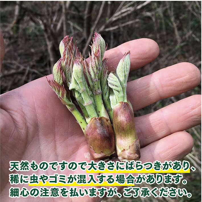 【ふるさと納税】天然たらの芽 約300g おまけの山菜1種付き 4月上旬～4月下旬頃お届け 冷蔵便 ※着日指定・離島発送不可 タラの芽 東北 山形県 遊佐町 庄内 野菜 天ぷら 自然 採れたて 春 旬 山菜 - 画像3