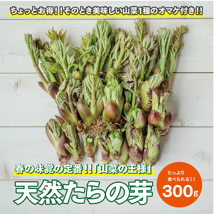 天然たらの芽 約300g おまけの山菜1種付き 4月上旬～4月下旬頃お届け 冷蔵便 ※着日指定・離島発送不可 タラの芽 東北 山形県 遊佐町 庄内 野菜 天ぷら 自然 採れたて 春 旬 山菜