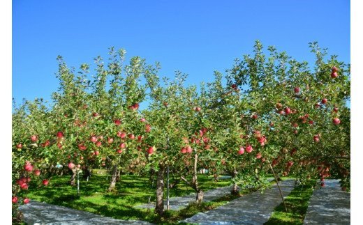 【ふるさと納税】No.2064 りんご「サンふじ」家庭用 約3kg【2026年度発送】 サムネイル3