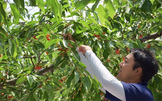 【ふるさと納税】さくらんぼ「佐藤錦」約500g 約1kg（バラ詰め）【2026年発送　先行予約】 サムネイル3