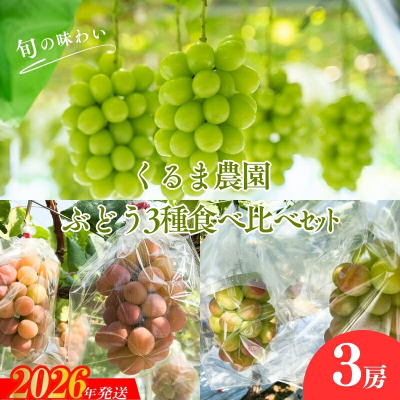 No.2504くるま農園　シャインマスカットとぶどう2種（全3房）【2026年発送　先行予約】