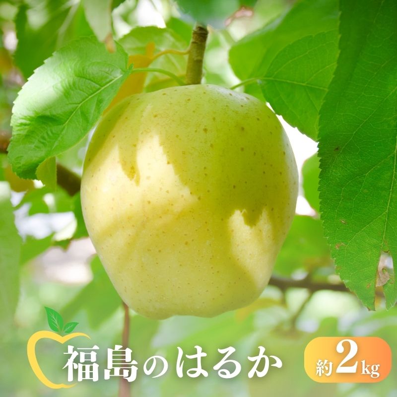 No.2615 りんご「はるか」約2kg【2025年度発送】