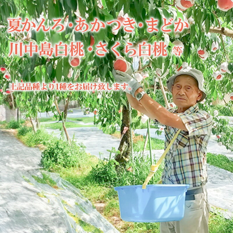 【ふるさと納税】福島の桃 品種・玉数おまかせ いとう農園_平野 選べる内容量 約2kg 約3kg【2026年発送】 - 画像2