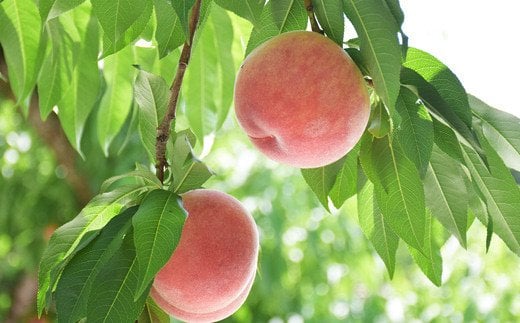 【ふるさと納税】もも「あかつき」 約2kg 約3kg【2026年発送 先行予約】 サムネイル3