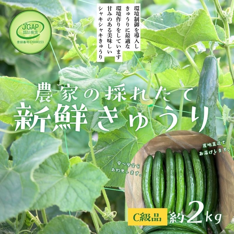 No.2975 JGAP農家の採れたて新鮮きゅうり　約2kg C級品