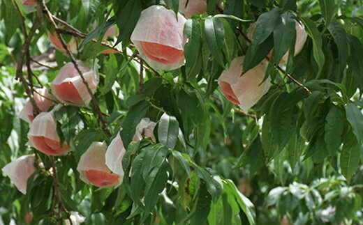 【ふるさと納税】もも「川中島白桃」 約2kg 約3kg【2026年発送 先行予約】 サムネイル3