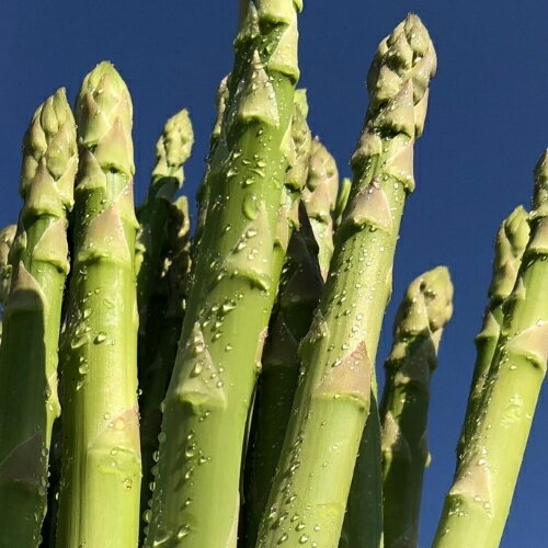 【ふるさと納税】No.3249 陸奥産の竜髭菜（アスパラガス）"将軍" 約600g【2026年発送 先行予約】 - 画像2