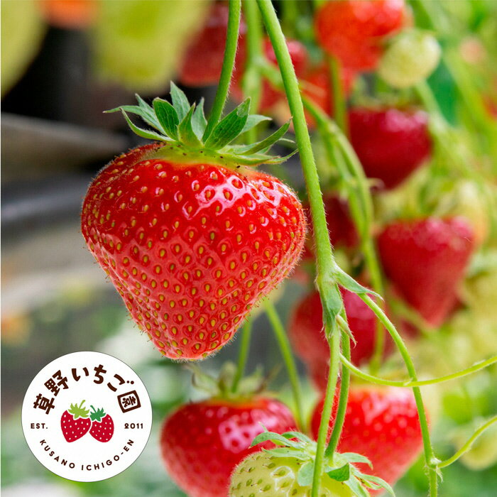 【ふるさと納税】〈 先行予約 〉いわき市産 いちご ふくはる香 2026年 産地直送 数量限定 特別ギフト 大玉 約1kg 20粒入り 1箱 ｜ BB030 苺 イチゴ 令和8年度発送 果物 フルーツ デザート サムネイル3