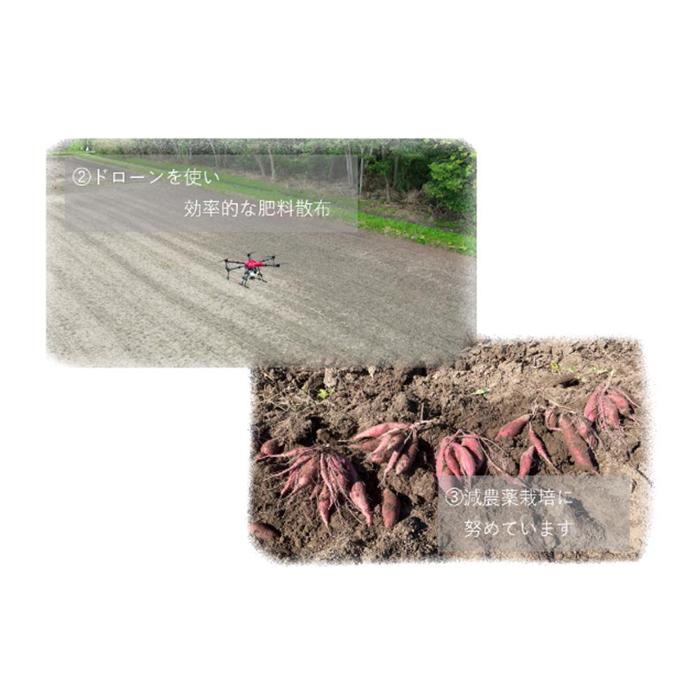 【ふるさと納税】サツマイモ　紅はるか　5Kg　サイズおまかせセット | 野菜 やさい 食品 人気 おすすめ 送料無料　FV002 さつまいも - 画像3