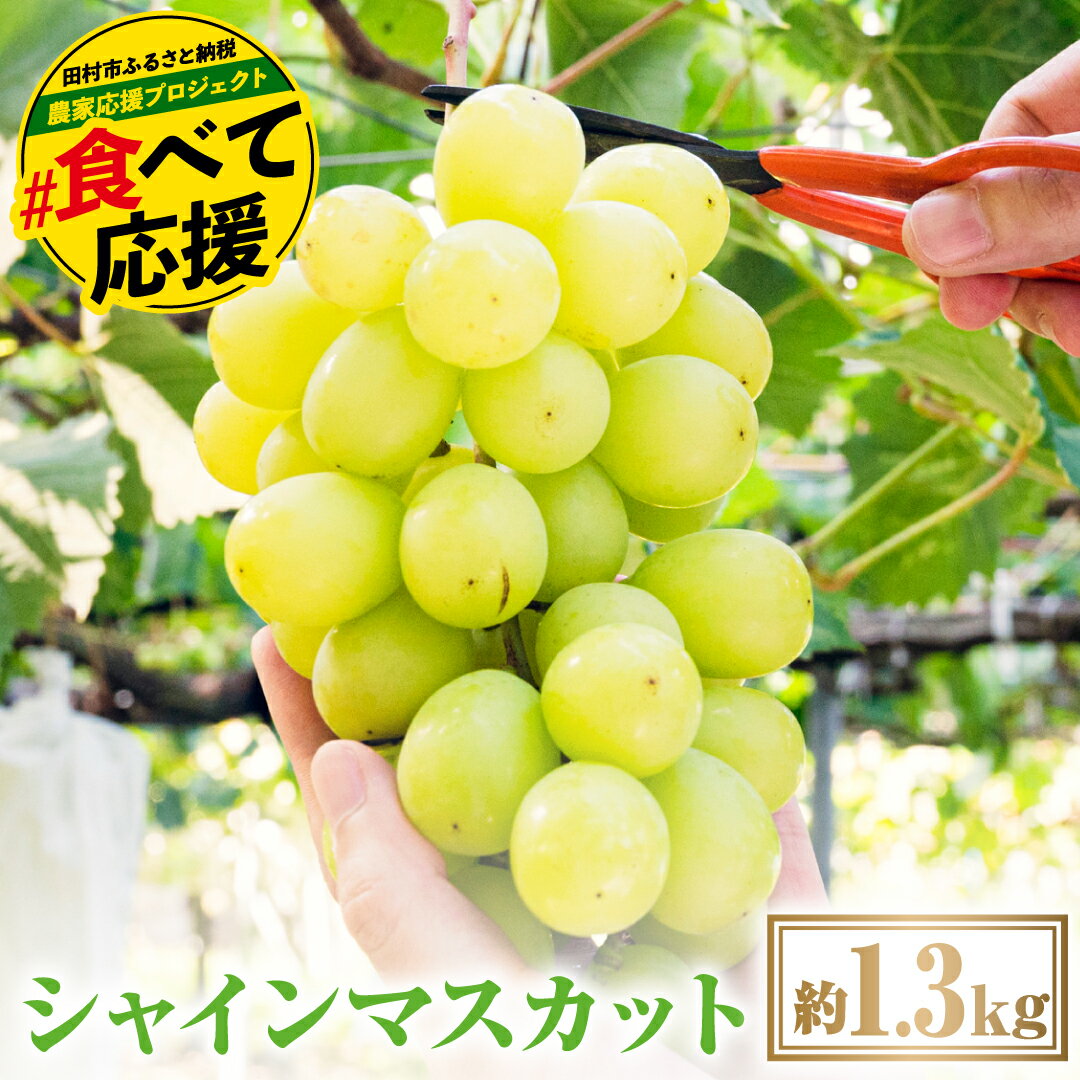 ＼ 2026年発送 先行予約 ／ シャインマスカット1.3kg 10月発送 先行予約 冷蔵 種無し 種なし シャインマスカット ぶどう 品種 果物 甘い 巨峰 美味しい 希少 人気 ランキング おすすめ 福島県 田村市 鈴木農園
