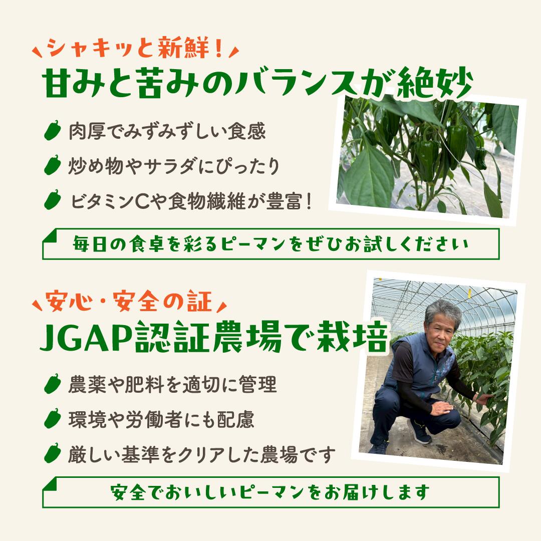 【ふるさと納税】 農家さん応援！ 【訳あり】先行予約 ピーマン 1kg 2kg 選べる内容量 JGAP取得 農家直送 冷蔵便 野菜 新鮮 BBQ 焼肉 国産 おすすめ 送料無料 緊急支援品 生活応援 コロナ支援 福島県 田村市 株式会社Mファーム - 画像2