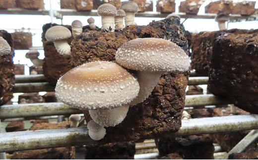 【ふるさと納税】乾燥椎茸(2袋セット) キノコ きのこ しいたけ 国産 おすすめ お中元 送料無料 緊急支援品 生活応援 コロナ支援 福島県 田村市 - 画像2