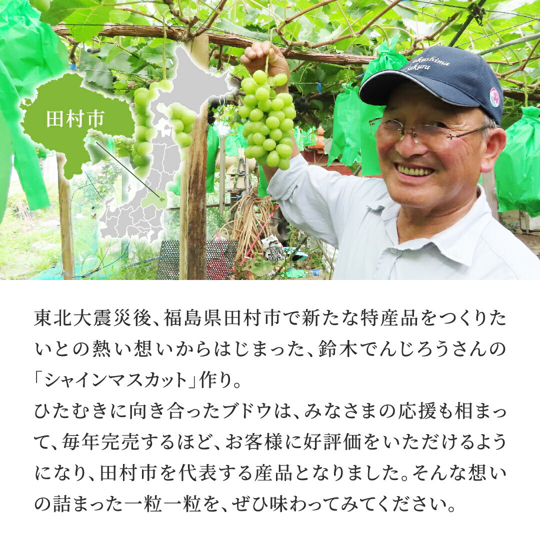 【ふるさと納税】＼ 2026年発送 先行予約 ／ シャインマスカット1.3kg 10月発送 先行予約 冷蔵 種無し 種なし シャインマスカット ぶどう 品種 果物 甘い 巨峰 美味しい 希少 人気 ランキング おすすめ 福島県 田村市 鈴木農園 - 画像3